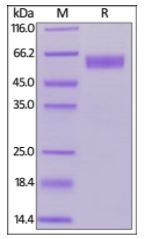 Human / Cynomolgus / Rhesus macaque CD28, Fc Tag (HPLC-verified) on SDS-PAGE under reducing (R) condition. The gel was stained overnight with Coomassie Blue. The purity of the protein is greater than 95%.